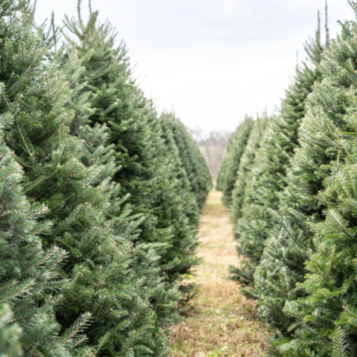 Picture of a row of Christmas Trees at a Christmas Tree Farm